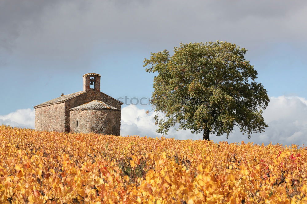 Similar – Image, Stock Photo …the spirit of wine