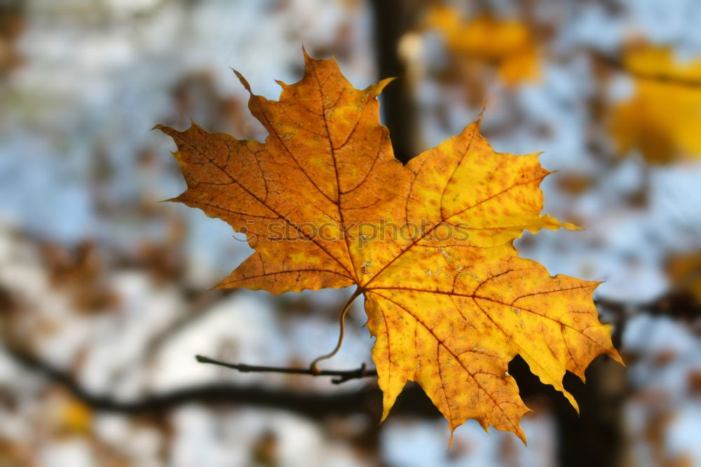 Similar – Image, Stock Photo Sycamore leaf; autumn; trunk;