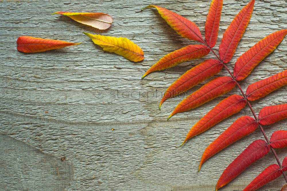 Similar – Background with garland of autumn leaves and berries