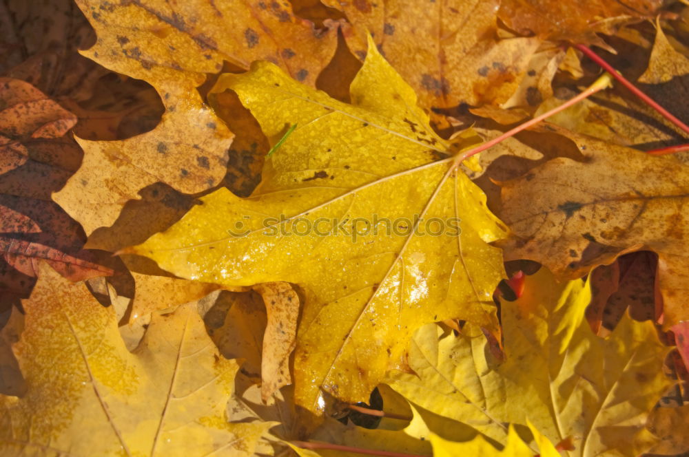 Similar – last day Autumn Leaf