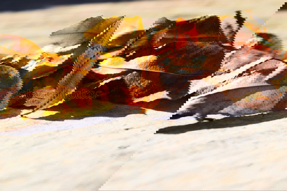 Similar – Foto Bild Kisten Buntes Herbst Blatt