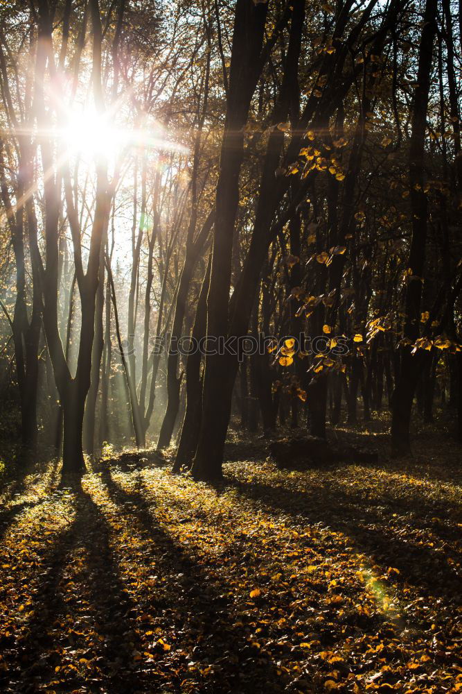 Similar – Herbstspaziergang mit Hund