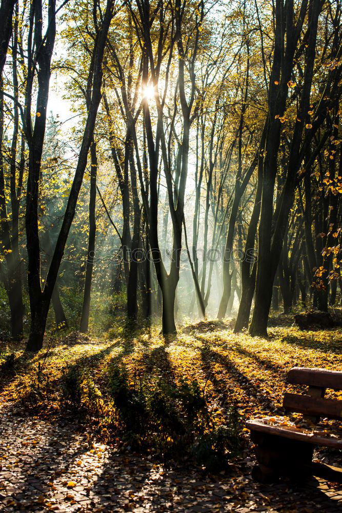 Similar – Golden Autumn Environment