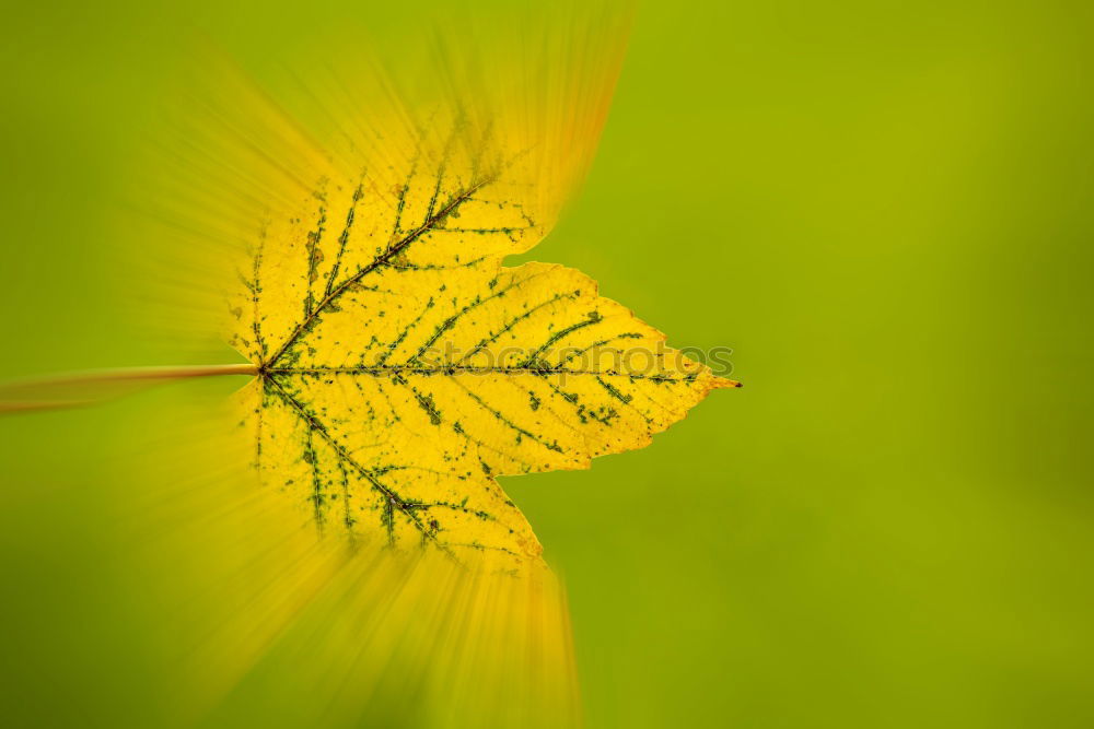 flower closeup Close-up