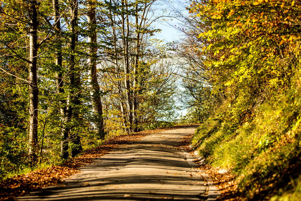 Similar – Image, Stock Photo Indian Summer @ Acadia NP