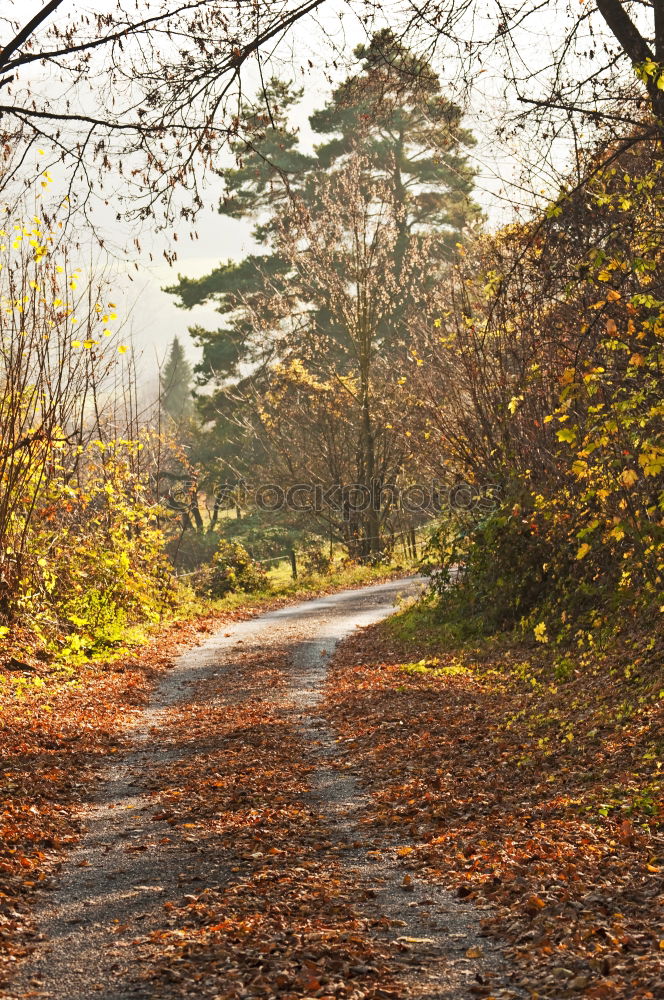 Similar – Horse between autumn trees in a forest park