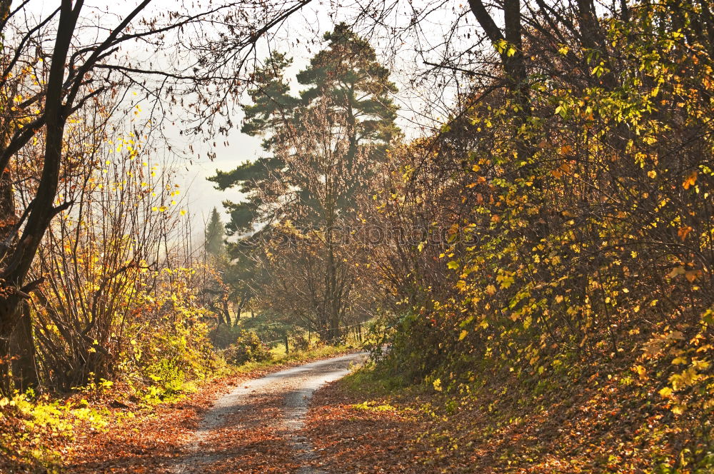 Similar – Image, Stock Photo Forest bathing in the spring forest