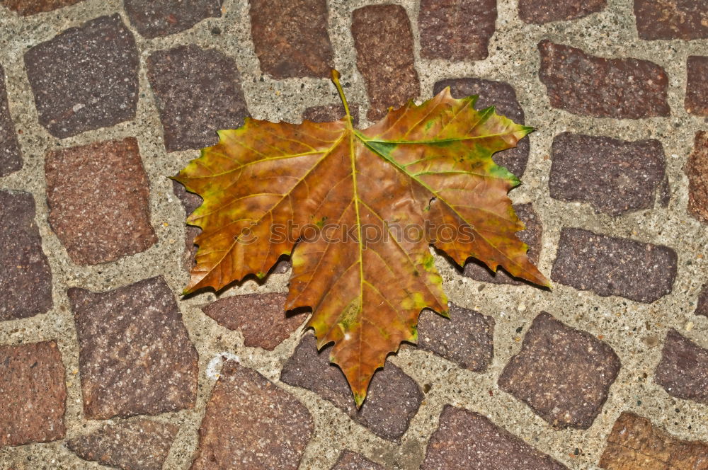 Similar – mauerBLÜMCHEN Spring