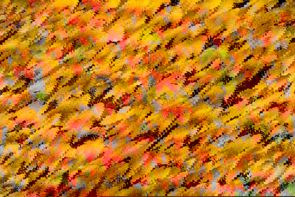 Similar – Image, Stock Photo With last strength Autumn