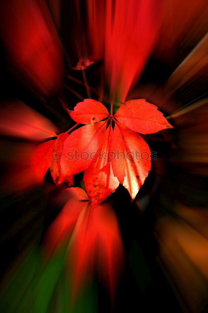 Similar – Image, Stock Photo Tulip under fire Nature