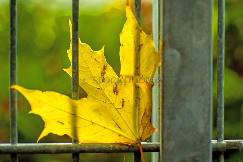 Foto Bild Herbst-Haft Umwelt Natur