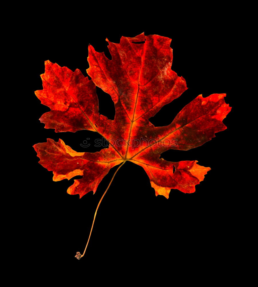 Similar – Gutes Blatt Herbst