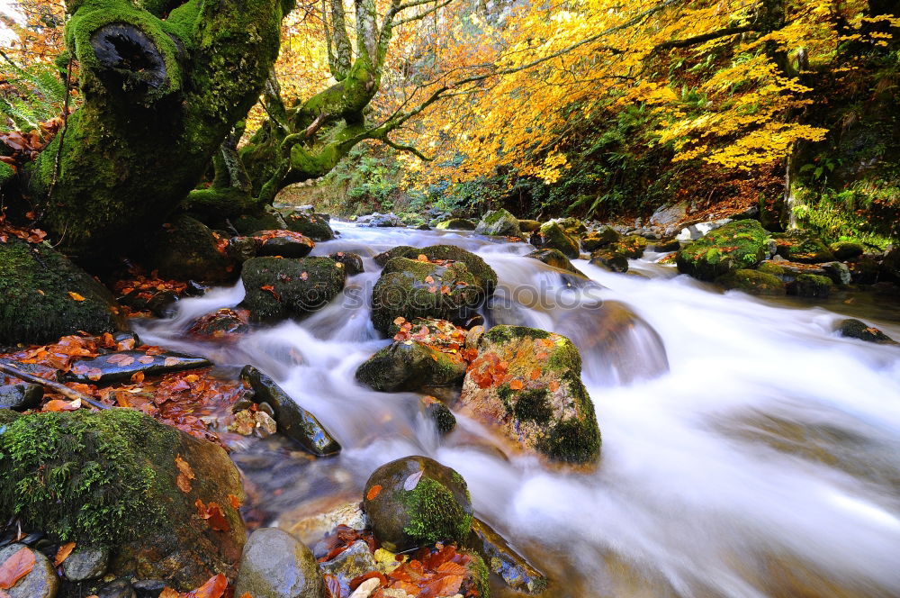 Similar – Image, Stock Photo River in autumn forest with colorful trees