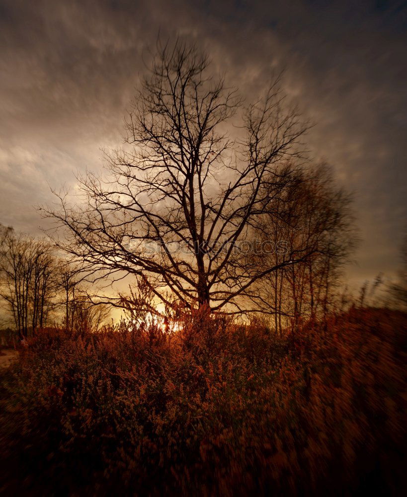 Similar – drama Baum Wolken dunkel