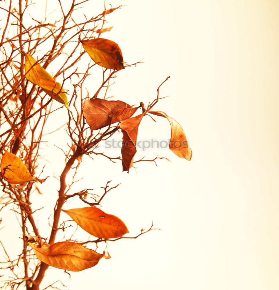 Similar – red maple in back light