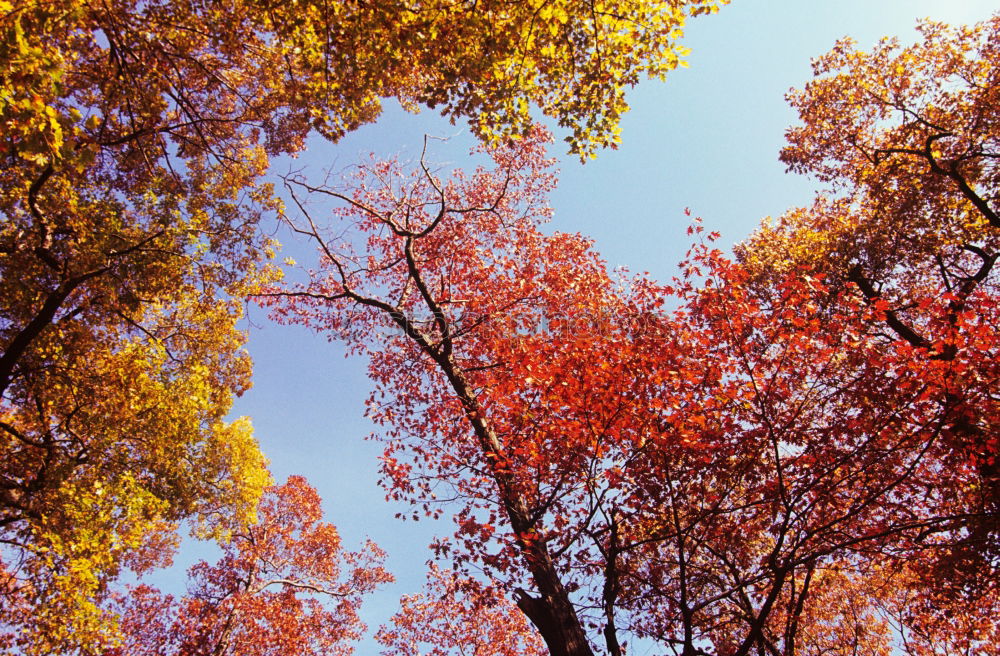 Similar – winter Winter trees