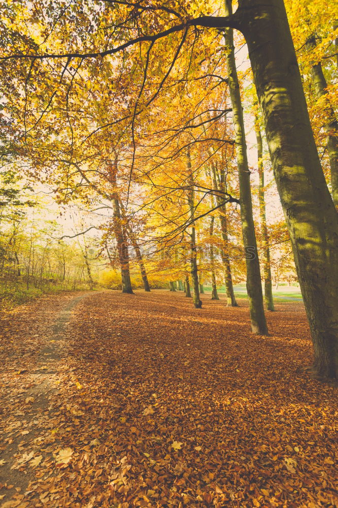 Similar – unter kronen radeln Baum