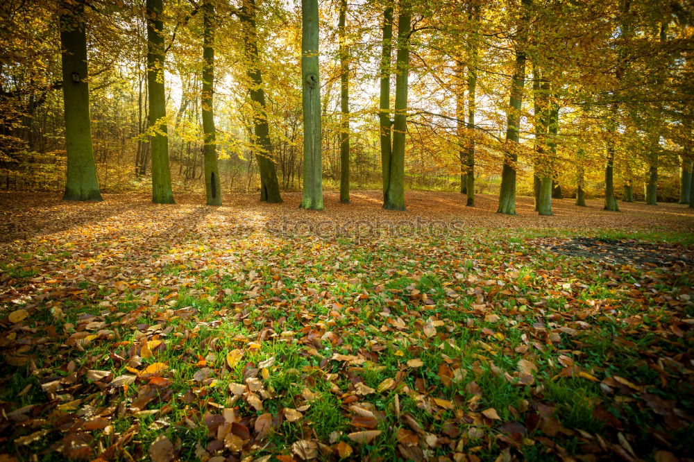 Similar – Waldszene Ausflug wandern