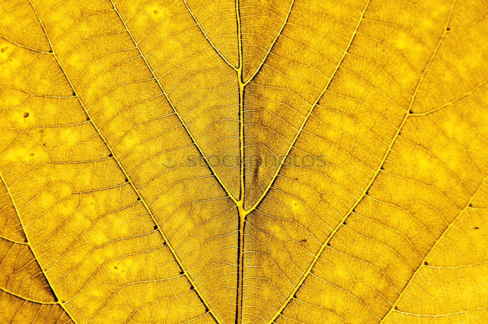 Similar – Image, Stock Photo AutumnGold Leaf Tree