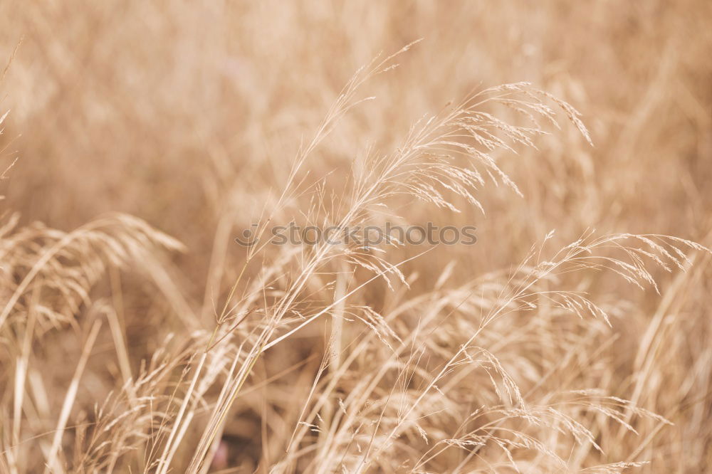 Similar – wheat field Grain Summer