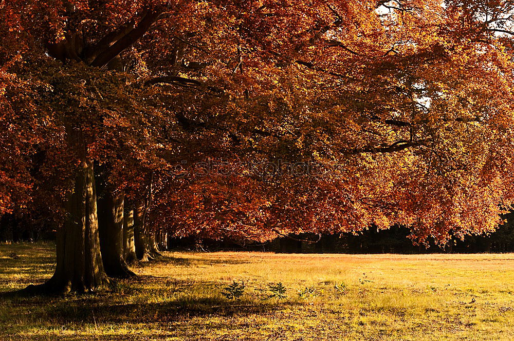 Similar – Image, Stock Photo Relax Environment Nature