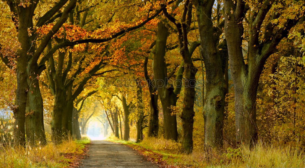 Similar – Image, Stock Photo Autumn walk in October