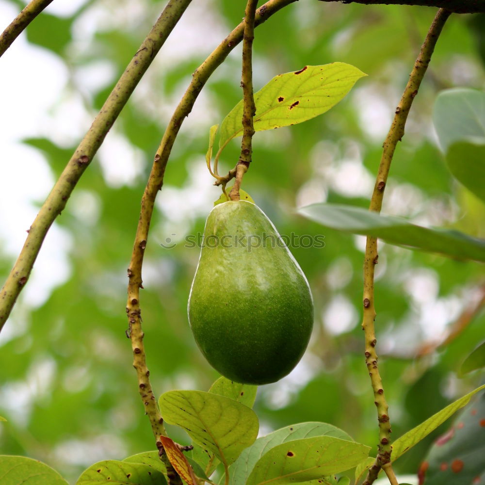 Avocado fruit on the tree