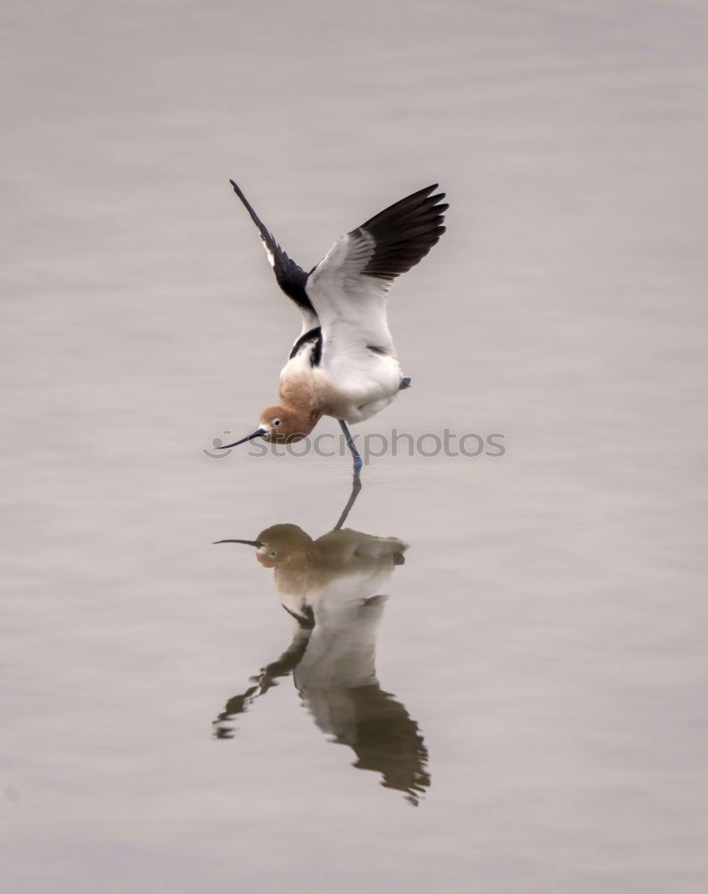 Similar – Image, Stock Photo What? Black-headed gull