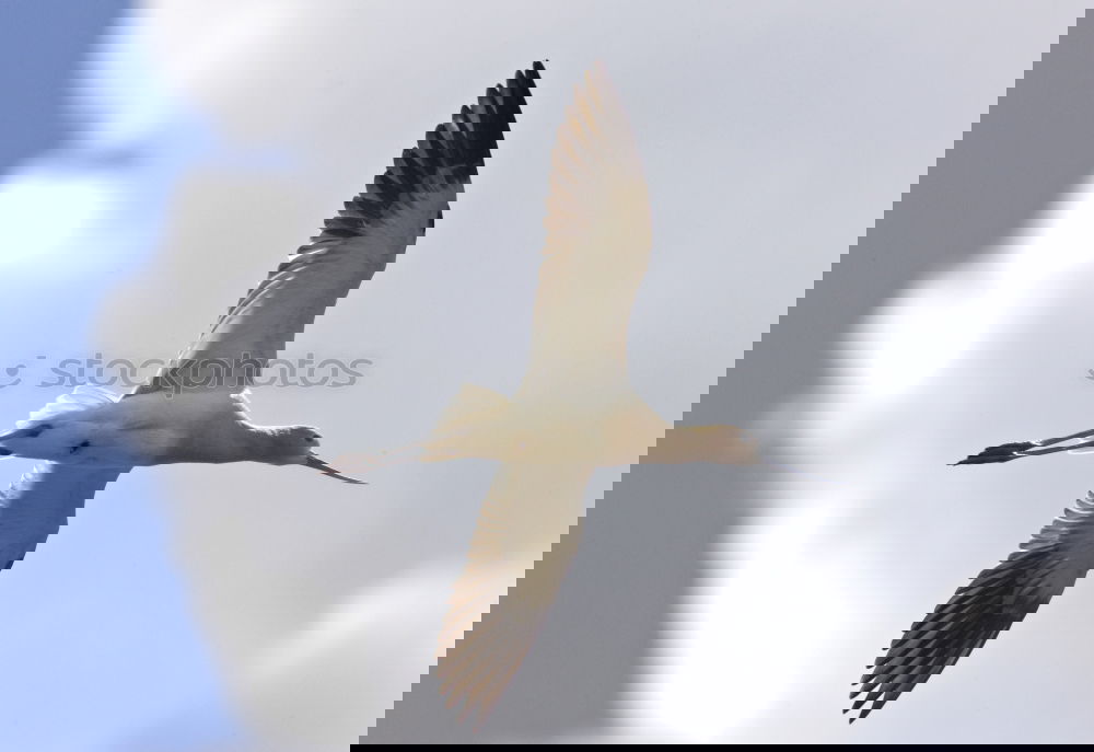 Similar – Image, Stock Photo grey heron Animal