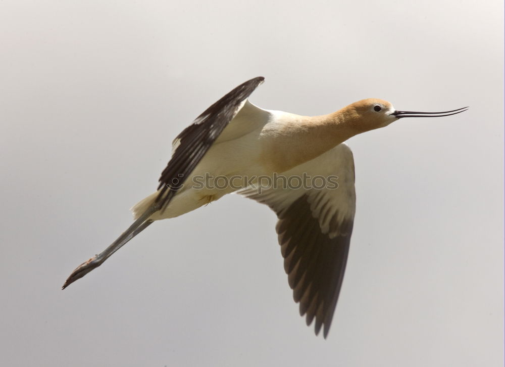 Similar – Image, Stock Photo bird Eating Ocean Nature