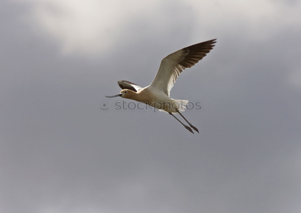 Similar – Image, Stock Photo up and away Seagull Bird