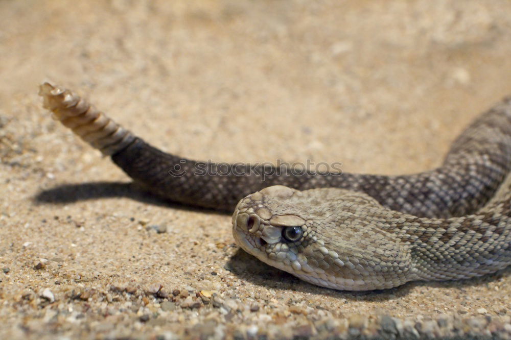 Similar – Image, Stock Photo Chameleon I Animal