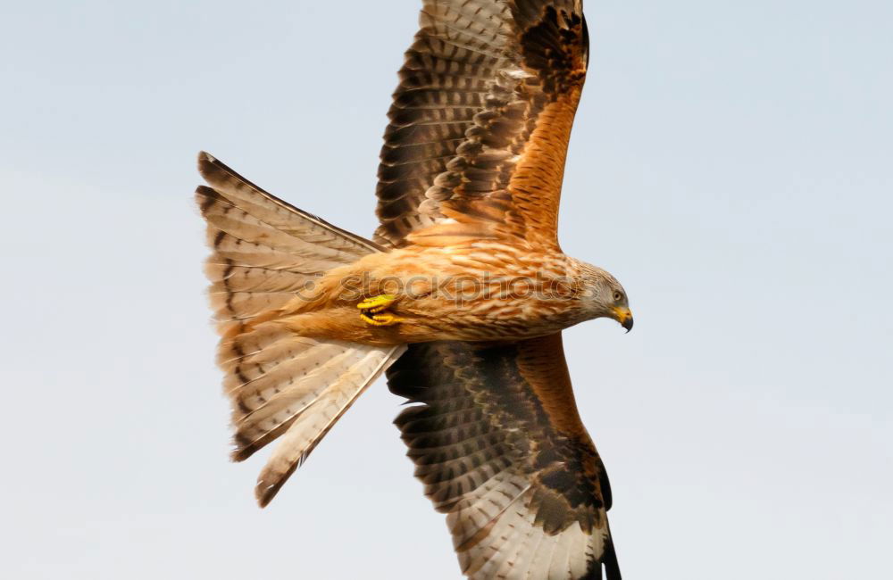 Similar – Awesome bird of prey in flight with the sky of background