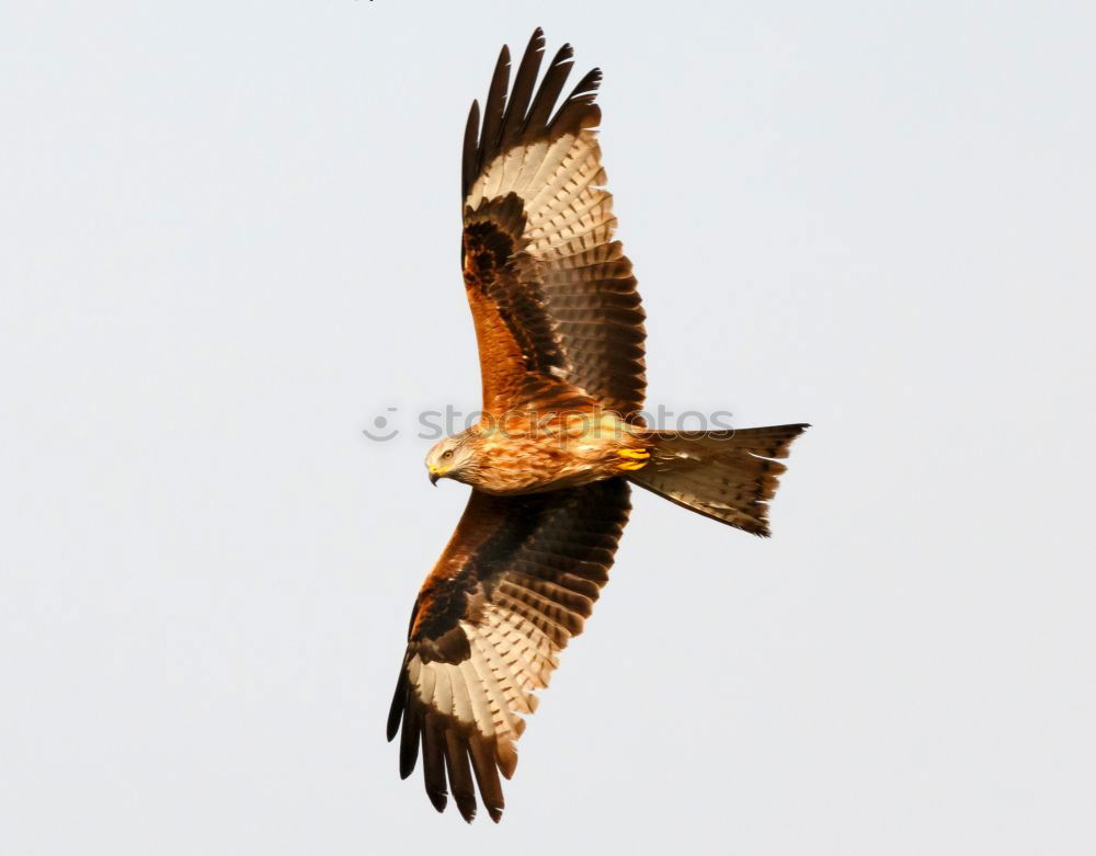 Similar – Awesome bird of prey in flight with the sky of background