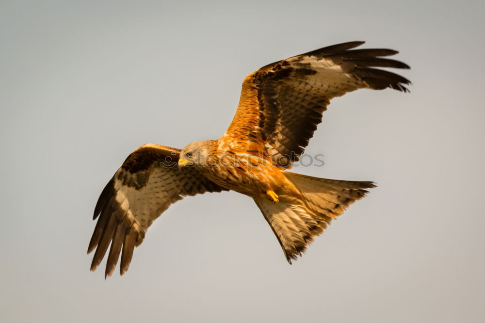 Similar – Awesome bird of prey in flight with the sky of background