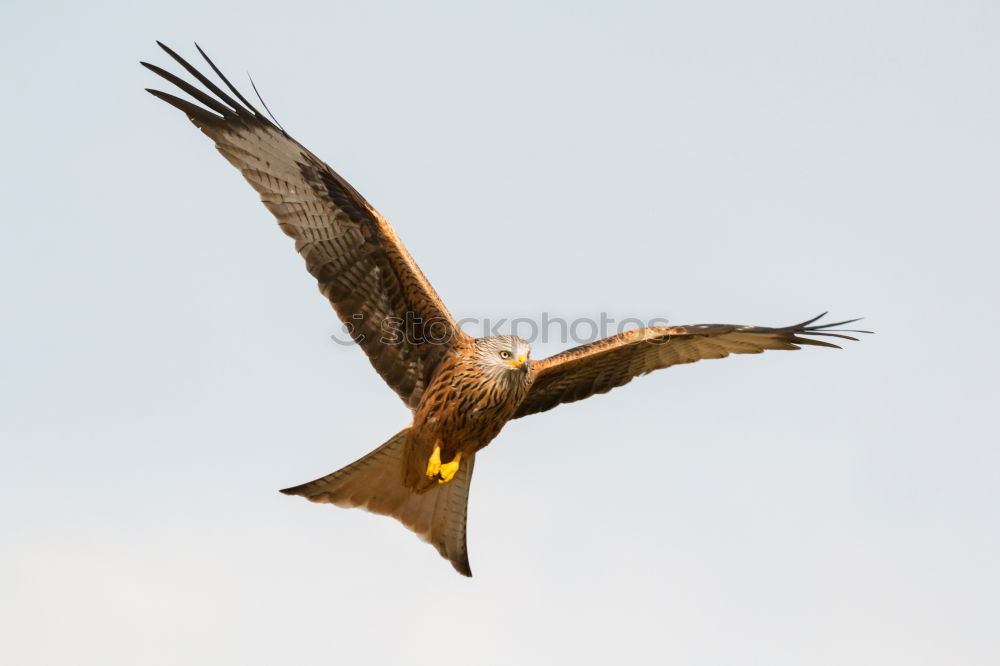 Similar – Awesome bird of prey in flight with the sky of background