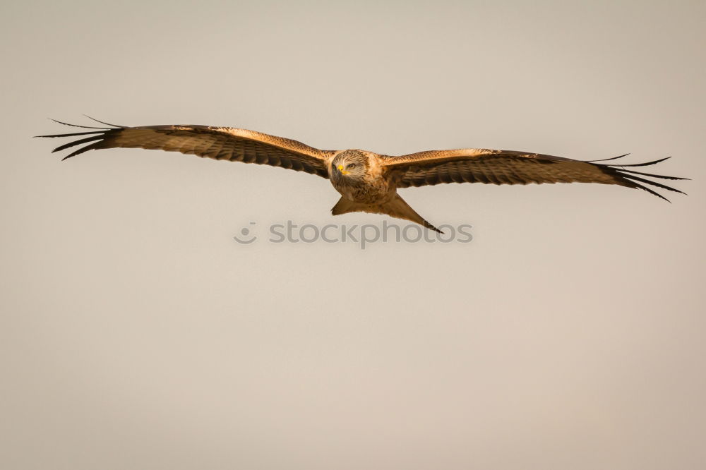 Similar – Awesome bird of prey in flight with the sky of background