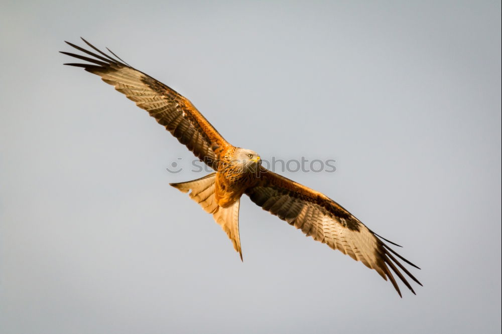 Similar – Awesome bird of prey in flight with the sky of background