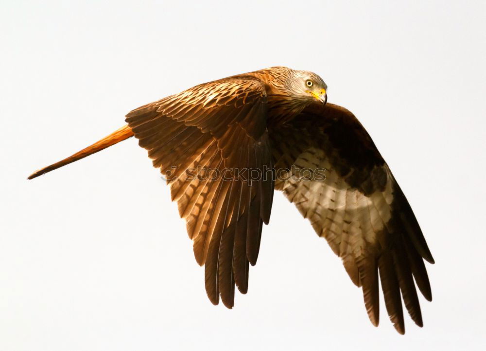 Awesome bird of prey in flight with the sky of background