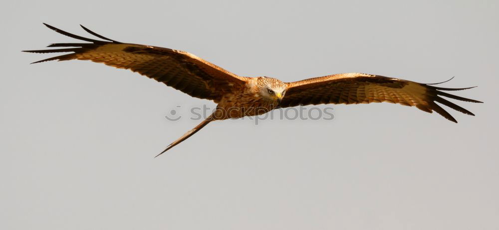 Similar – Awesome bird of prey in flight with the sky of background