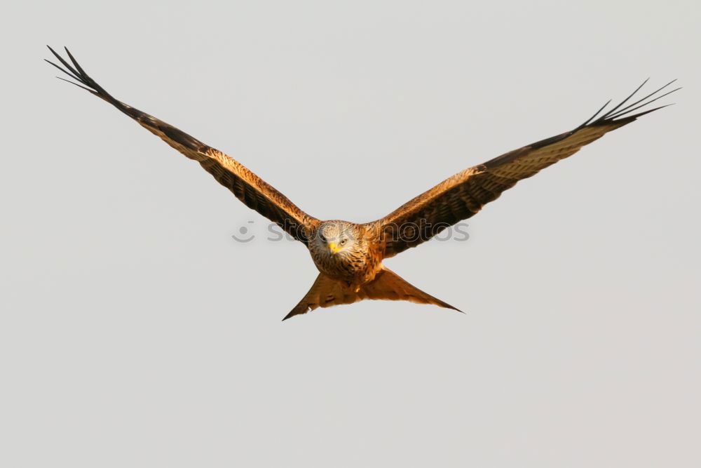 Similar – Awesome bird of prey in flight with the sky of background