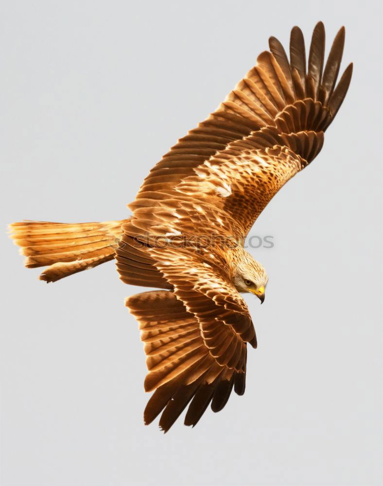 Similar – Awesome bird of prey in flight with the sky of background