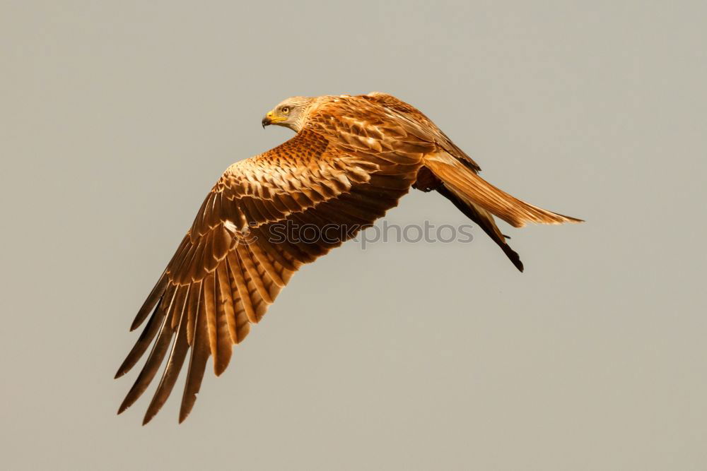 Similar – Awesome bird of prey in flight with the sky of background