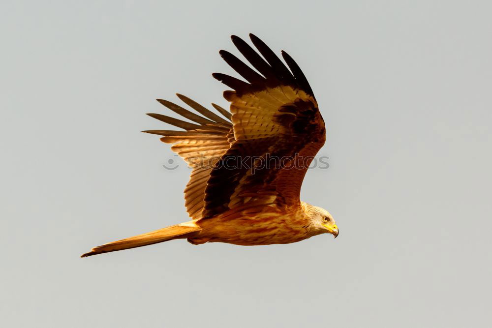 Similar – Awesome bird of prey in flight with the sky of background