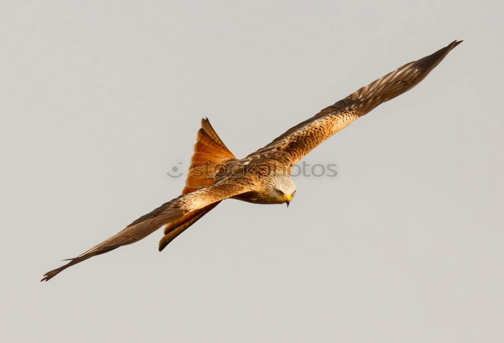 Similar – Image, Stock Photo flight study Environment