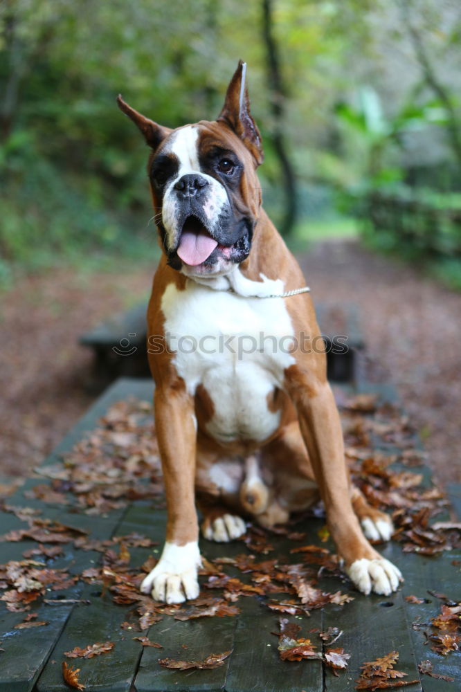 Similar – BOB BULLDOGGE Bulldogge