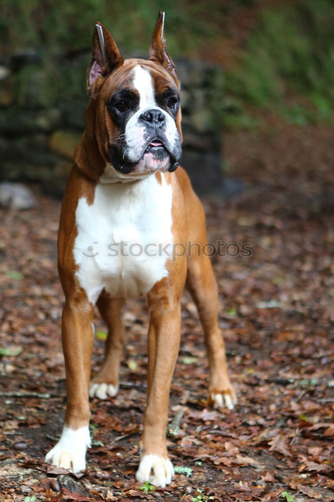 Similar – Image, Stock Photo bull terrier Animal Pet