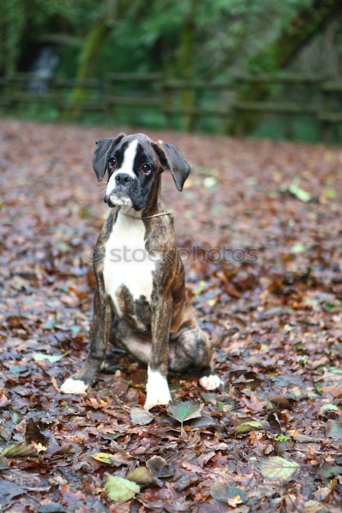 Similar – Image, Stock Photo Mr. Schröder in happiness II