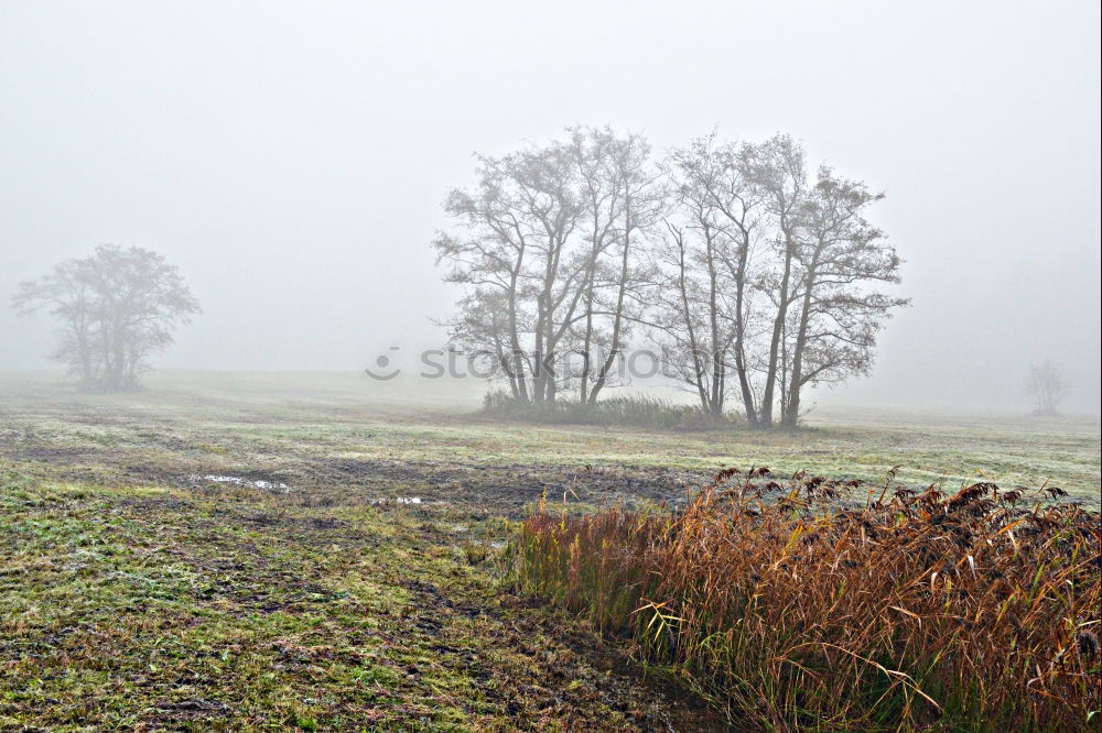 Similar – Foto Bild holz Natur Landschaft