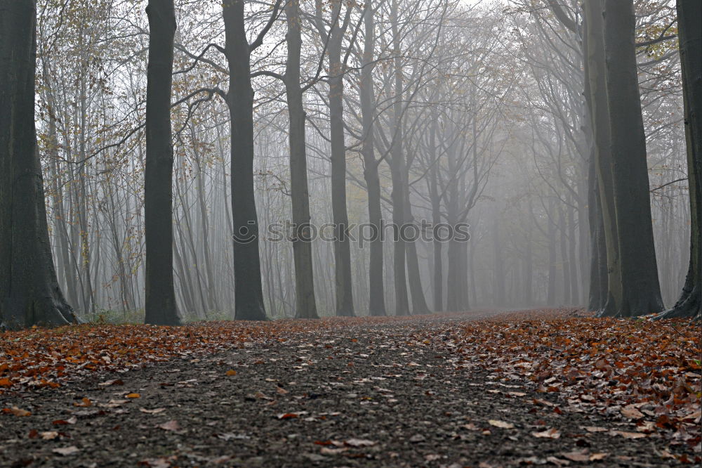 Similar – Street in the morning fog